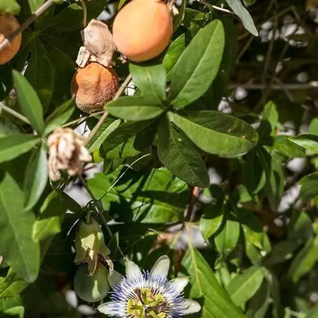 Giardino * Сплит