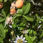 Giardino * Σπλιτ