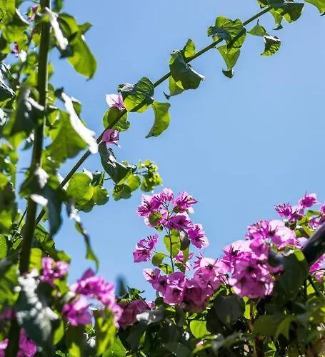Giardino Apartament *