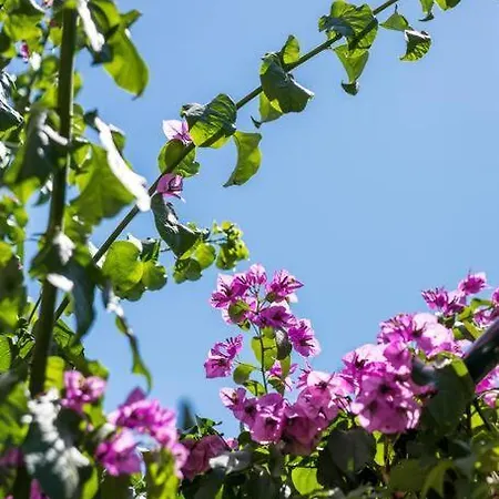 Giardino Apartment *